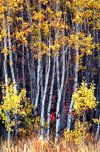 Πέφτουν τα δέντρα σημύδων με φθινοπωρινά φύλλα στο παρασκήνιο — Φωτογραφία Αρχείου