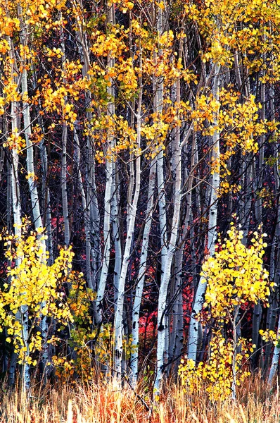 Bouleaux d'automne avec feuilles d'automne en arrière-plan — Photo