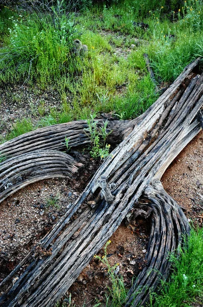 Kaktusz csontváz a padlóra vagy földre Arizona-sivatagban — Stock Fotó