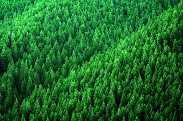 Forest of Pine Trees in Wilderness Mountains — Stock Photo, Image