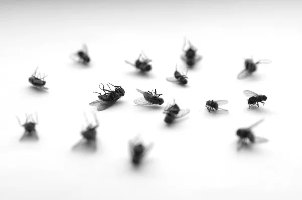 Muertos moscas insectos muchos con las piernas en el aire — Foto de Stock