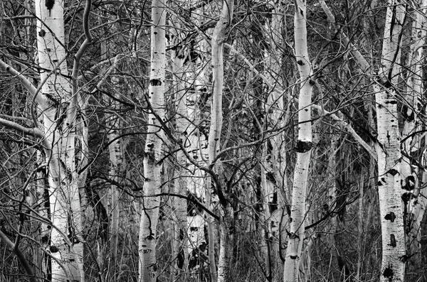 Árboles de Aspen de abedul en troncos de árboles desnudos de otoño —  Fotos de Stock