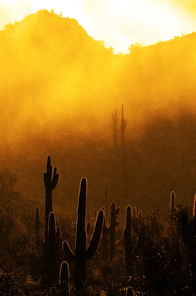 Nebliger Morgen in der Wüste mit Kakteen in arizona mit Regendr — Stockfoto