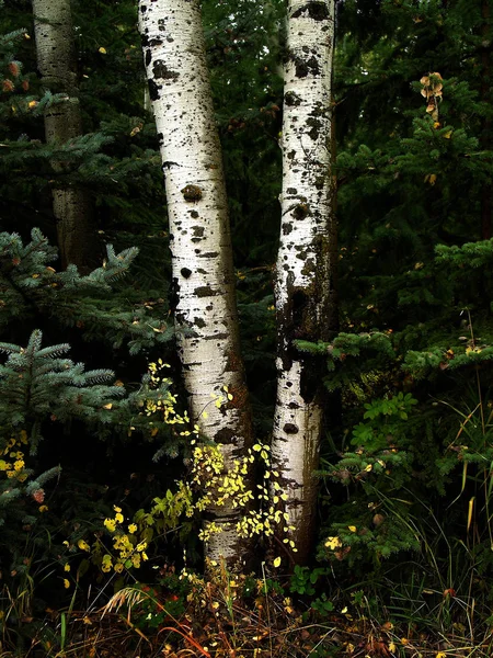 Árboles de abedul de otoño con hojas de otoño en el fondo —  Fotos de Stock