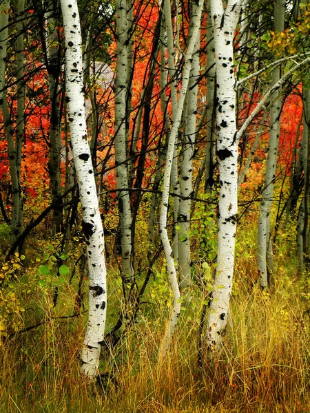 Autunno betulle con aceri sullo sfondo — Foto Stock