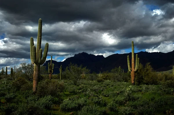 Saguaro kaktus kaktusar Arizona öknen — Stockfoto