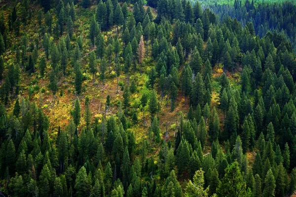 Леса сосен в диких горах Пейзаж — стоковое фото