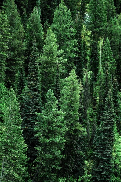 Bos van pijnbomen in wildernis bergen landschap — Stockfoto