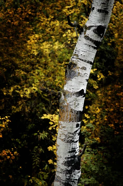 Herbst-Birken mit Herbstblättern im Hintergrund — Stockfoto