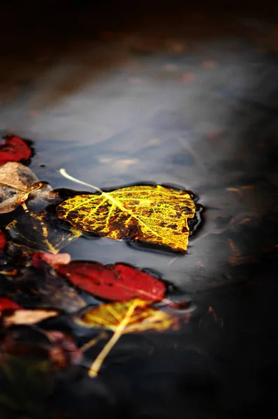 Herbstblatt im Wasser — Stockfoto