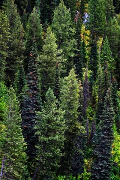 Forest of Pine Trees in Wilderness Mountains Landscape — Stock Photo, Image