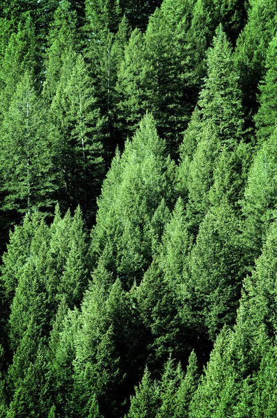 Alberi di pino nelle foreste selvagge per la conservazione — Foto Stock