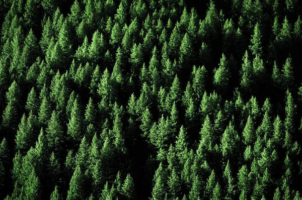 Kiefern in Waldwildnis für den Naturschutz — Stockfoto