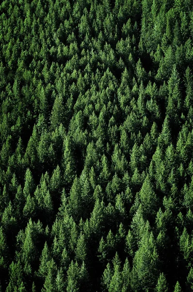 Pine bomen in bos wildernis voor instandhouding — Stockfoto