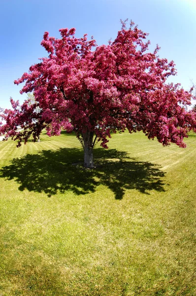 樱桃树开花花园粉红色美丽 — 图库照片