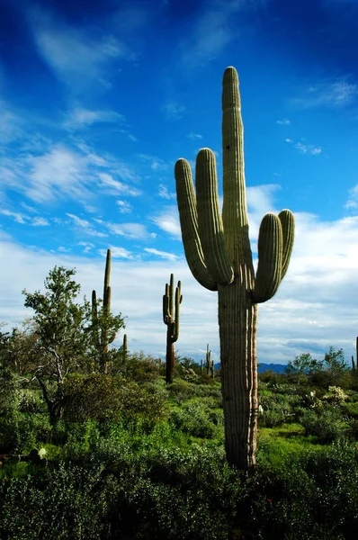 Catus Cacti no deserto do Arizona — Fotografia de Stock