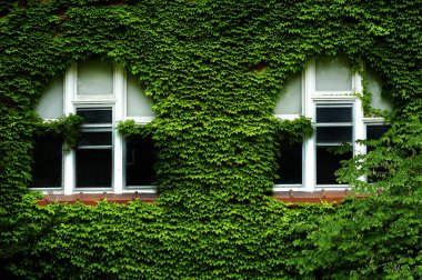 Ivy Windows gür yeşil kaplı