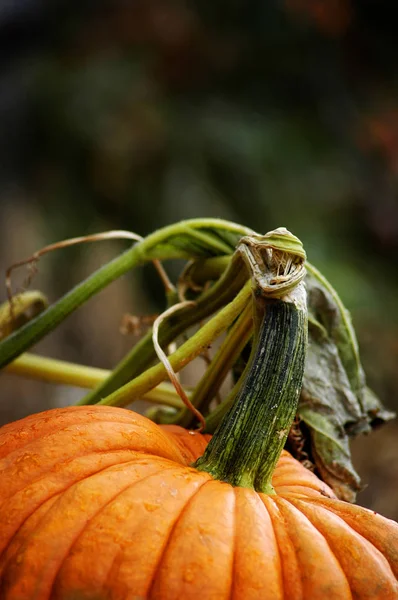 Pumpa utanför staketet på Gaden växer — Stockfoto