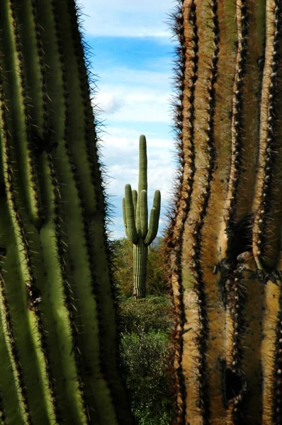 Catus Cacti en el desierto de Arizona —  Fotos de Stock