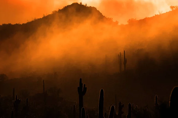 Nebliger Morgen in der Wüste mit Kakteen in arizona — Stockfoto