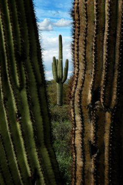 Arizona Çölü'nde Catus kaktüsler