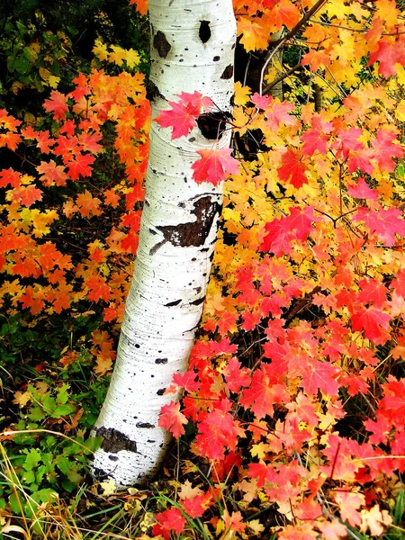 Autunno betulle con foglie autunnali in background — Foto Stock