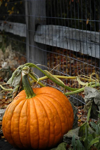 Pumpa utanför staketet på Gaden växer — Stockfoto