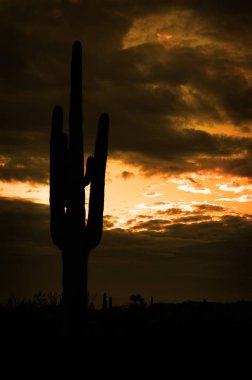 Saguaro kaktüs kaktüsler Arizona Çölü
