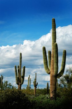 Arizona Çölü'nde Catus kaktüsler