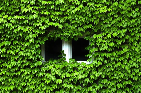 Айві покриті Windows пишною зеленню — стокове фото