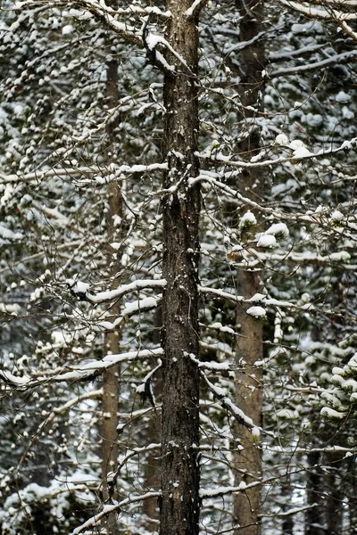 林の松の木冬雪嵐雪の結晶が落下 — ストック写真