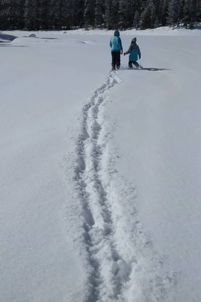 Gente caminando por la nieve en el bosque montañoso de pinos silvestres —  Fotos de Stock
