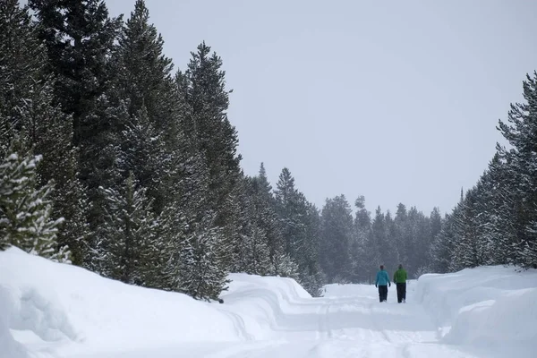 Pessoas caminhando através da neve na floresta de pinheiros da montanha — Fotografia de Stock