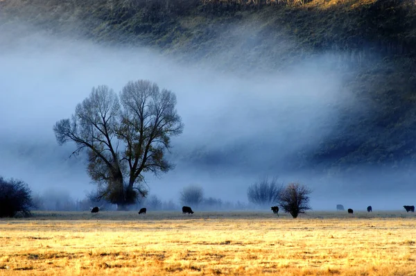 Misty Morning en Valle con Árboles y Animales de Ganado — Foto de Stock