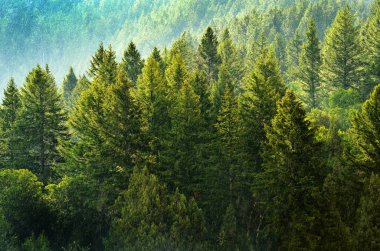 Çam ormanı yağmur fırtınası yemyeşil ağaçlar sırasında