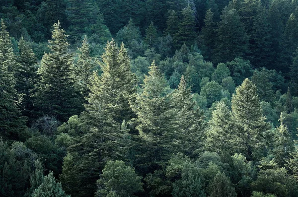 松树在山坡上的森林 — 图库照片