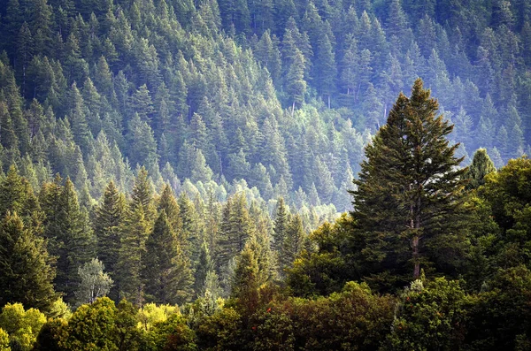 Оточений сосновим лісом у ході дощ розлогими деревами — стокове фото