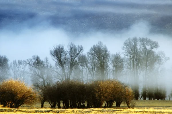 Misty Morning en Valle con Árboles — Foto de Stock