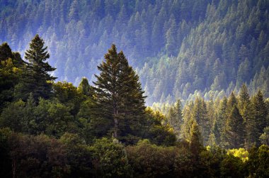 Pine Forest During Rainstorm Lush Trees clipart