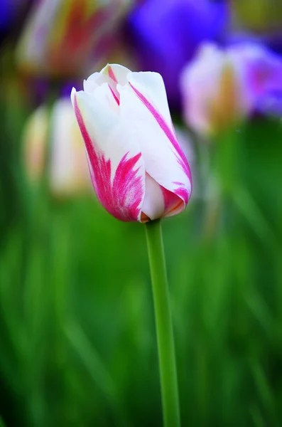 Tulipes de printemps dans le jardin pour une nouvelle croissance fraîche — Photo