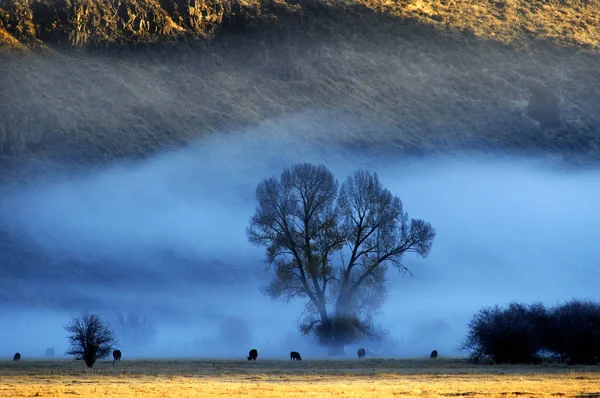 Misty Morning en Valle con Árboles y Animales de Ganado — Foto de Stock