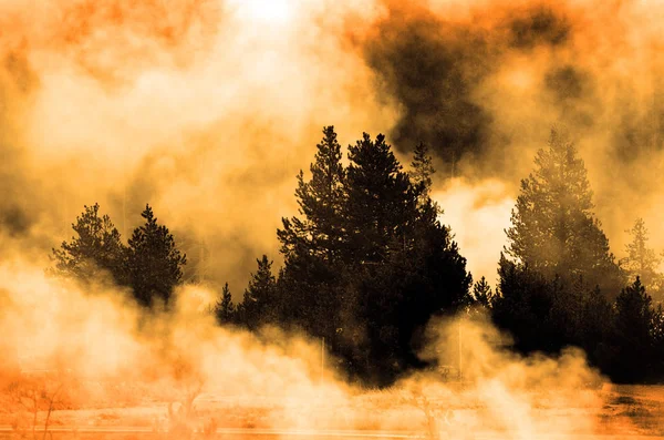 Dampf fließt durch Bäume in der Wildnis — Stockfoto