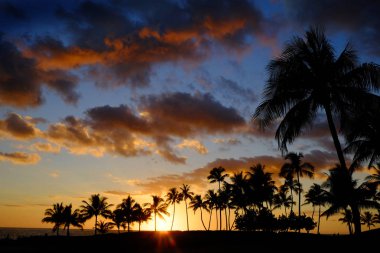 Tropikal Palmiye Ağaçları Siluet Gün Batımı veya Gün Doğumu