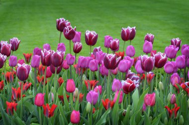 Bahar Lale bahçesinde taze yeni büyüme için