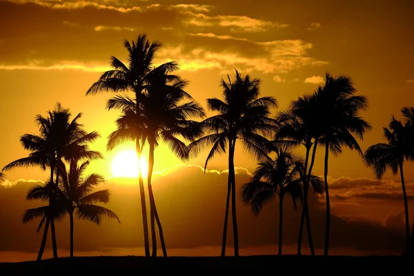 Palmeras tropicales Silueta Puesta de sol o salida del sol —  Fotos de Stock