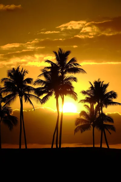 Palmeras tropicales Silueta Puesta de sol o salida del sol —  Fotos de Stock