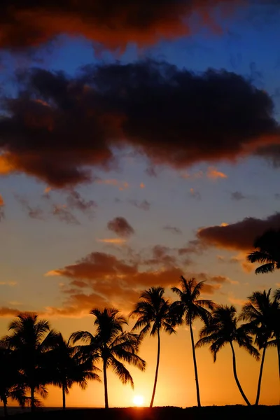 Tropische Palmen Silhouette Sonnenuntergang oder Sonnenaufgang — Stockfoto