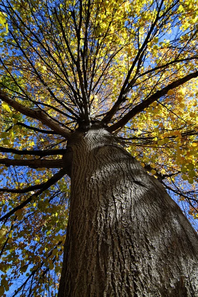 Falla träd med gyllene löv — Stockfoto