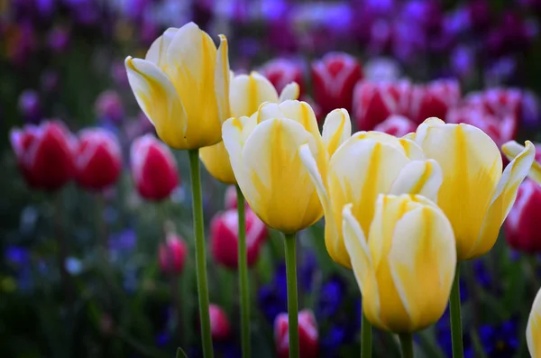 Lente tulpen in tuin voor verse nieuwe groei — Stockfoto