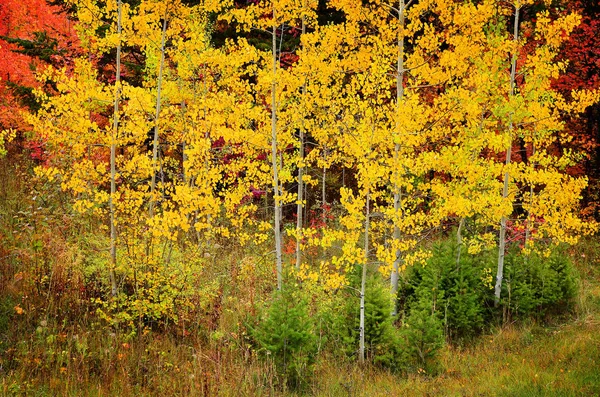 Bétulas de Outono com Folhas Douradas — Fotografia de Stock